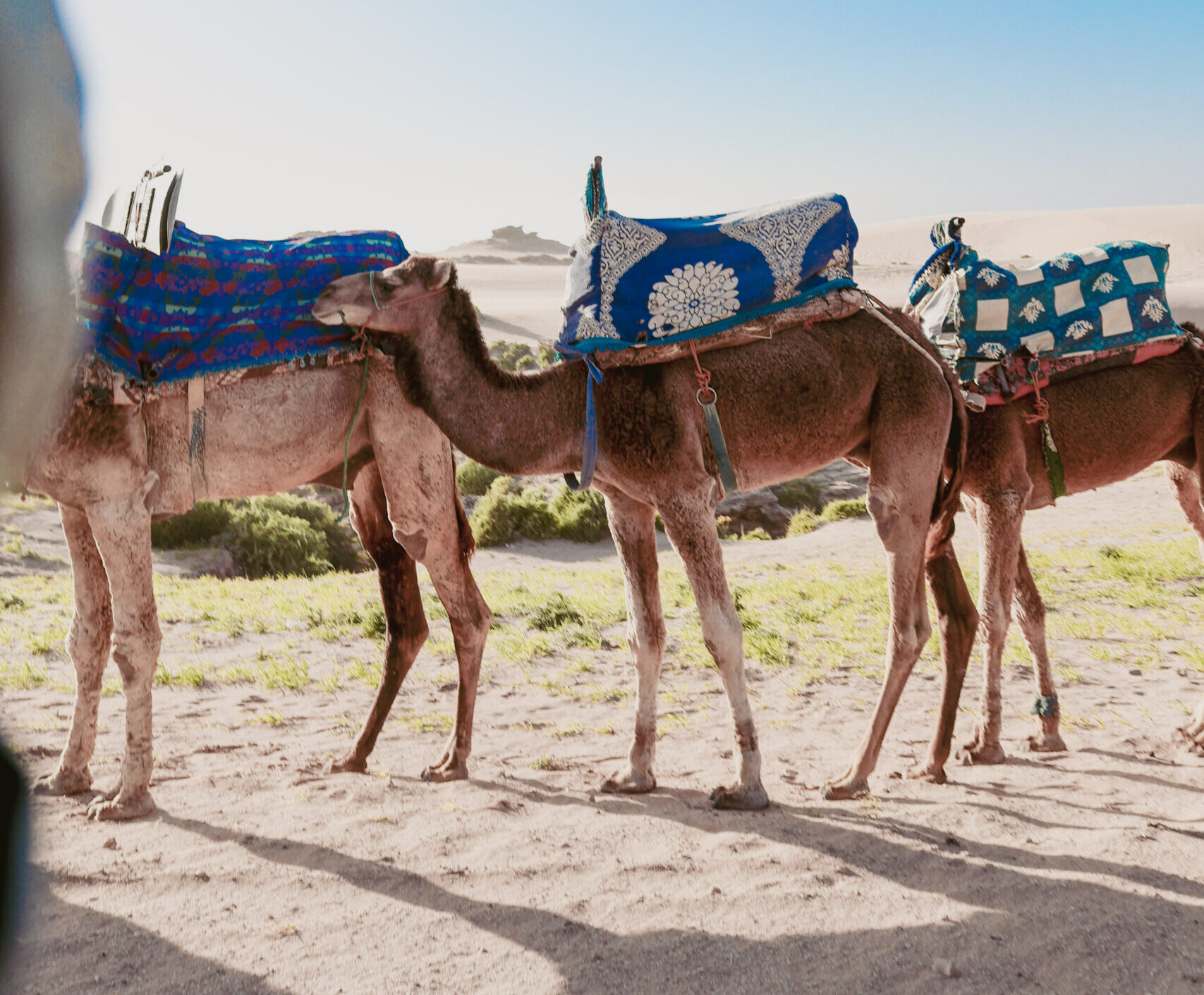 Camel ride at sunrise