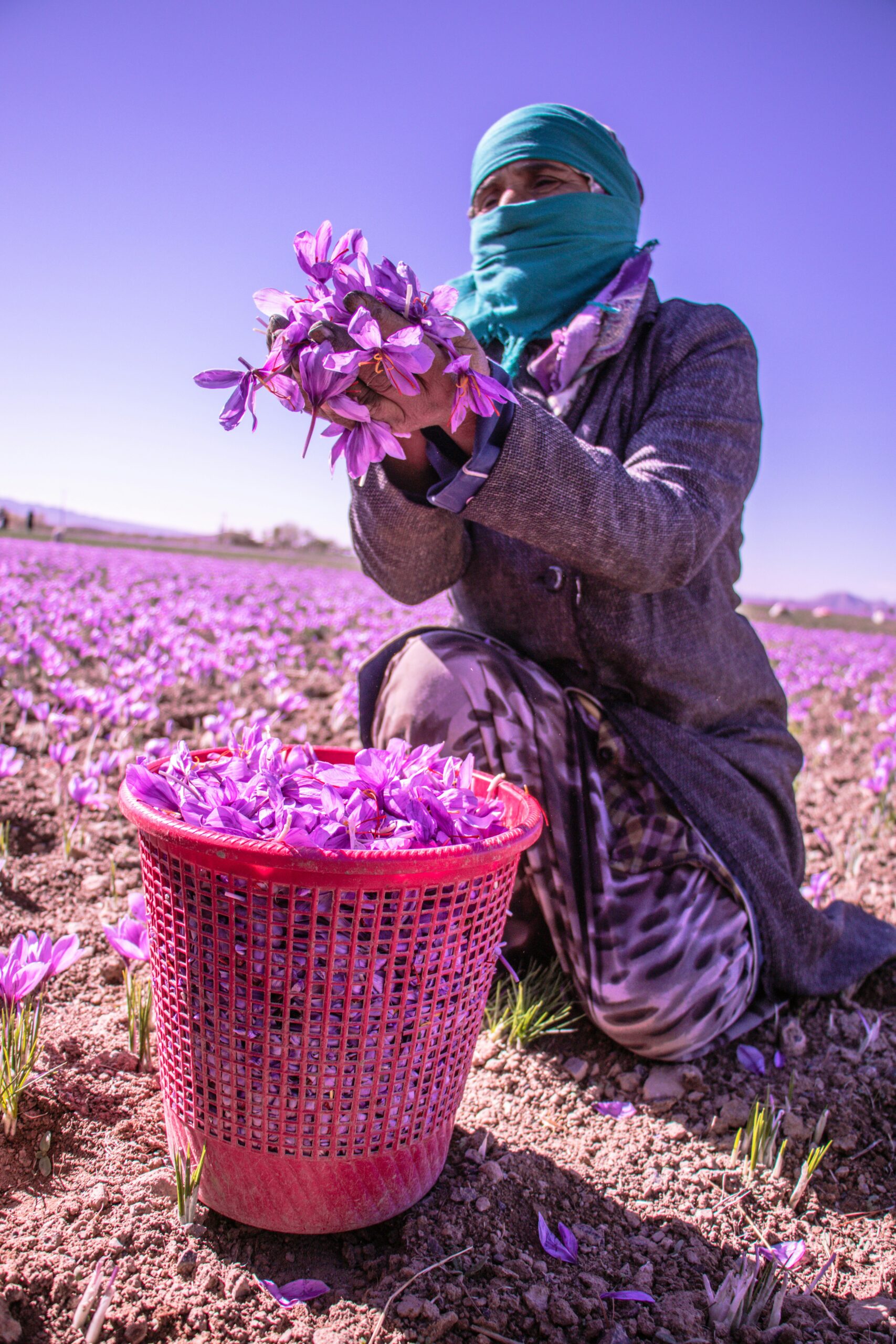 Saffron fields